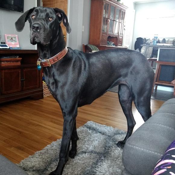 Meet your Posher, Sabrina Bartkowiak 🐢 - Picture 6 of 8